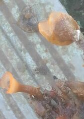 Schizoporella errata