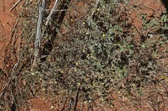 Sida fibulifera