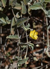 Sida fibulifera