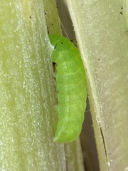 Phlogophora meticulosa