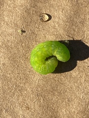 Phlogophora meticulosa