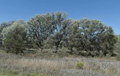 Acacia aneura major