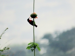 Chalcomitra senegalensis