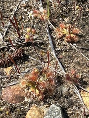 Drosera pulchella