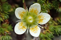 Saxifraga bryoides
