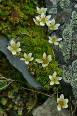 Saxifraga bryoides