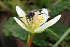 Saxifraga bryoides