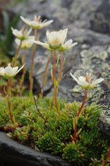 Saxifraga bryoides