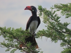 Lophoceros alboterminatus