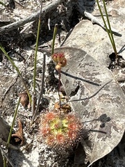 Drosera pulchella