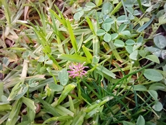 Trifolium resupinatum