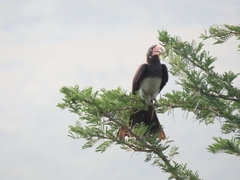 Lophoceros alboterminatus