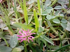 Trifolium resupinatum