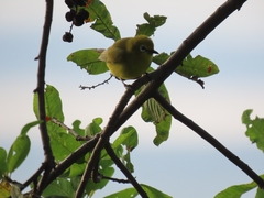 Zosterops stuhlmanni