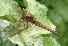 Sympetrum vulgatum