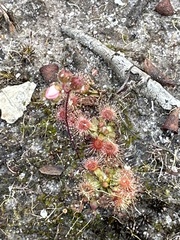 Drosera pulchella