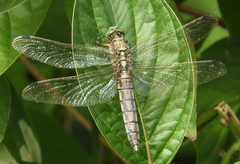 Orthetrum cancellatum
