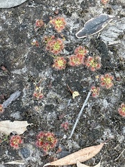 Drosera pulchella