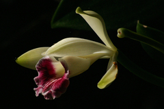 Vanilla polylepis image