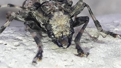 Aegomorphus jaspideus