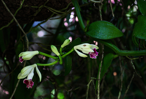 Vanilla polylepis