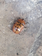 Conchyloctenia punctata