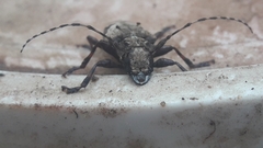 Aegomorphus jaspideus