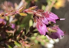 Erica filiformis