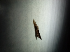 Lepidoptera