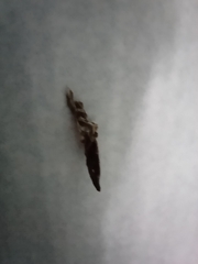 Lepidoptera