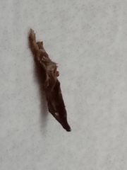 Lepidoptera