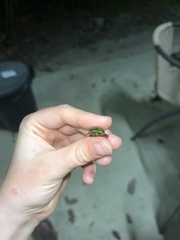 Anoplognathus punctulatus