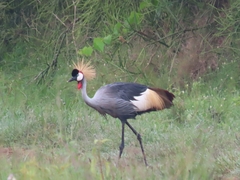 Balearica regulorum