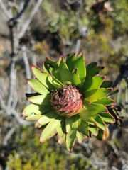 Leucadendron elimense elimense