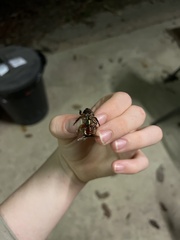 Anoplognathus punctulatus