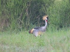 Balearica regulorum