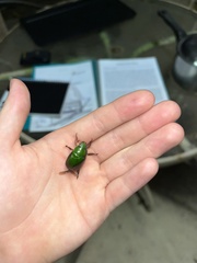 Anoplognathus punctulatus