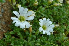 Cerastium uniflorum