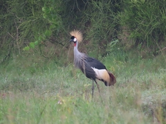 Balearica regulorum
