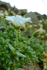 Cerastium uniflorum