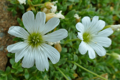 Cerastium uniflorum