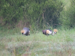 Balearica regulorum