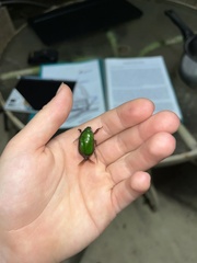 Anoplognathus punctulatus