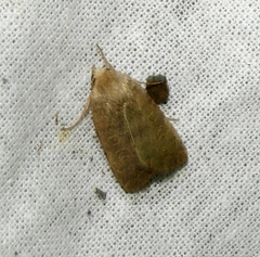 Hoplodrina blanda