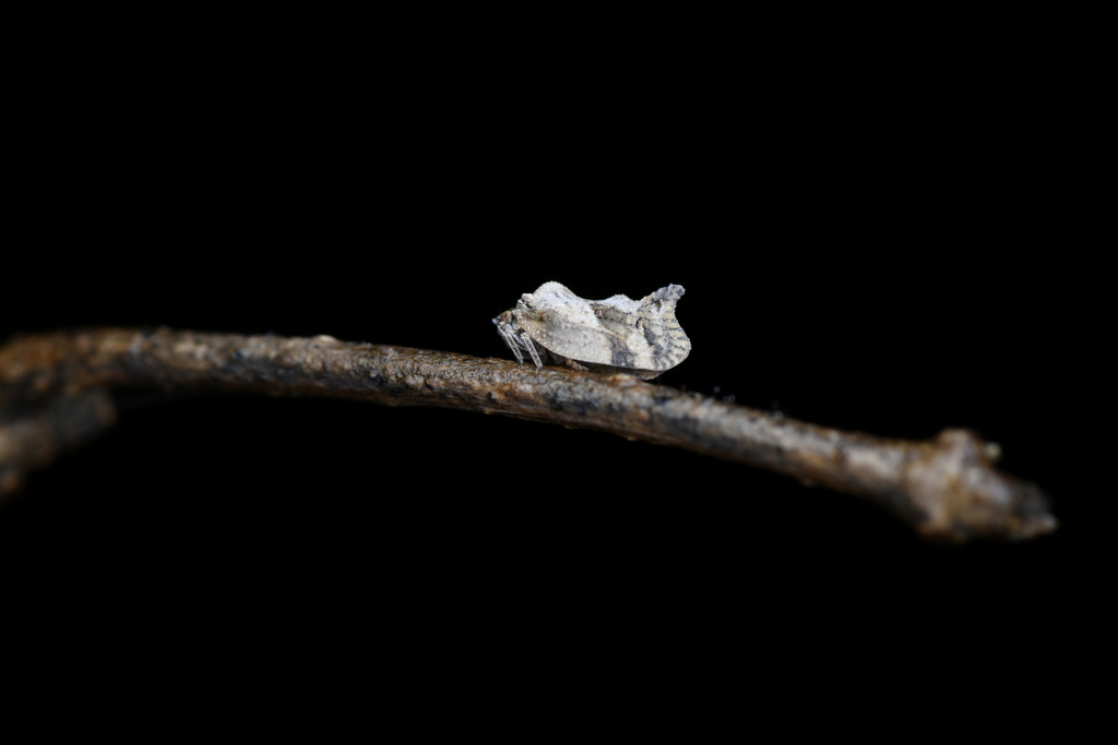 Satapa sicula