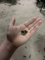 Anoplognathus punctulatus