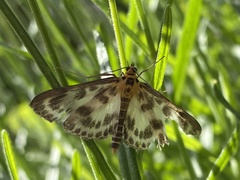 Anania hortulata