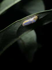 Oncometopia hamiltoni