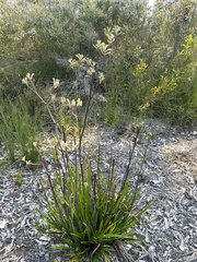 Anigozanthos flavidus