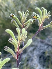 Anigozanthos flavidus